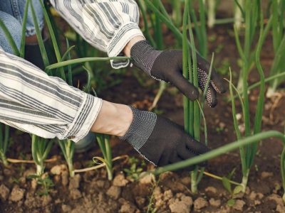 Young woman harvesting fresh seedlings. Lady in a hat. Girl in a garden.